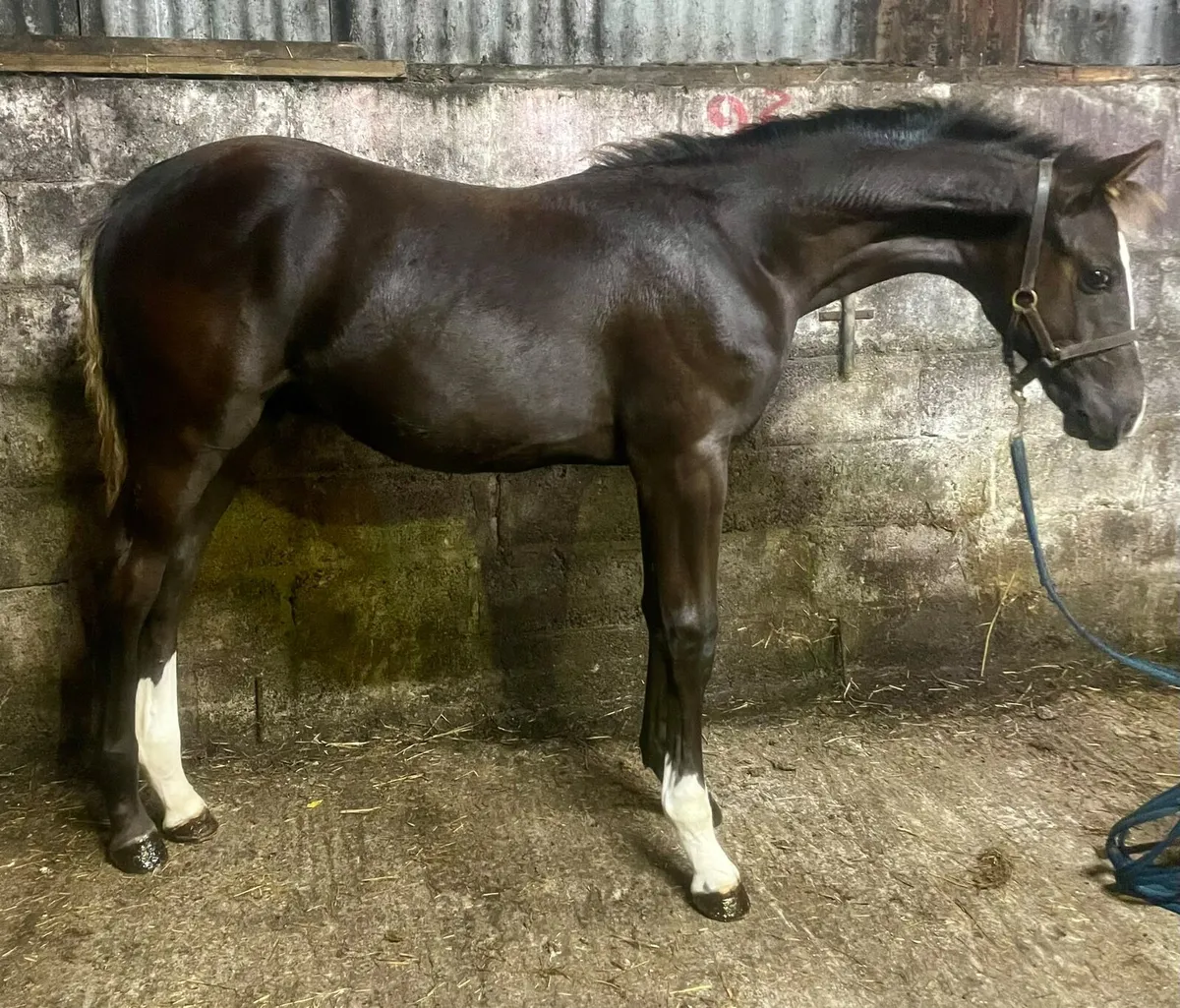Colt Foal - Image 4