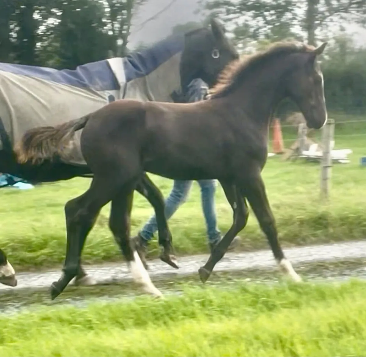 Colt Foal - Image 2