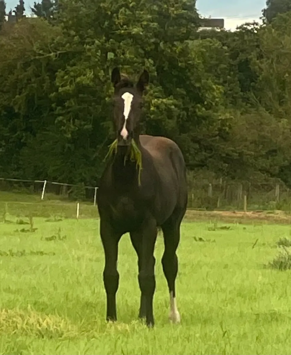 Colt Foal - Image 3