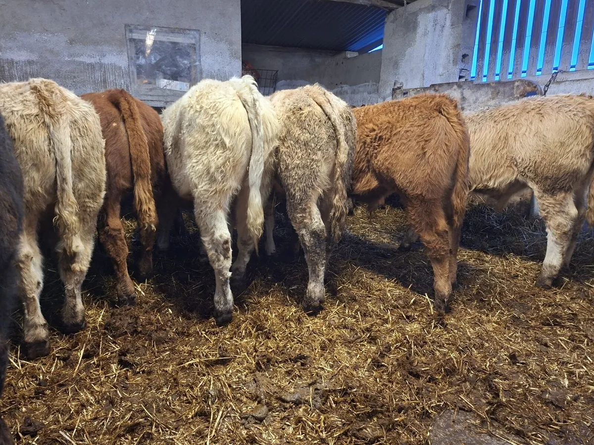 Super bunch of bull weanlings - Image 2