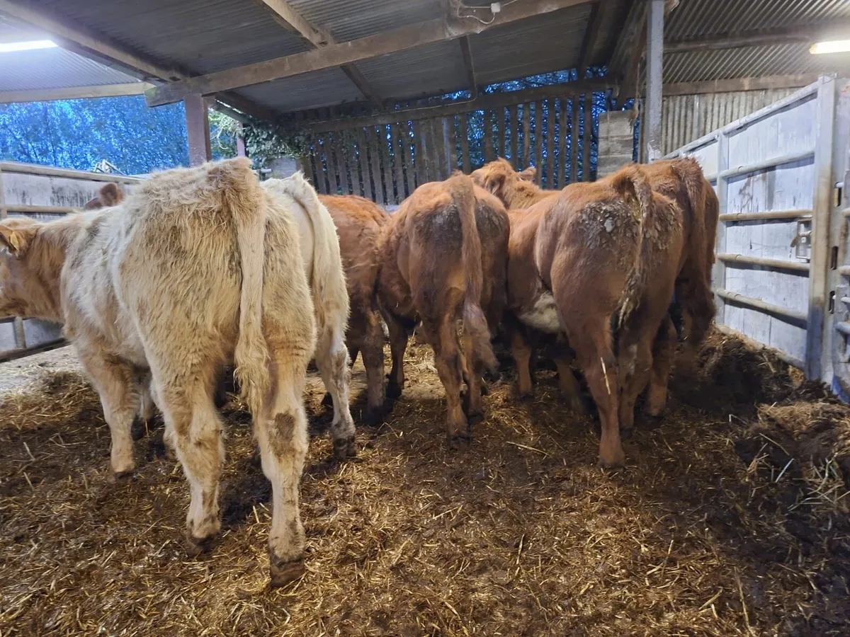 Super bunch of bull weanlings - Image 3