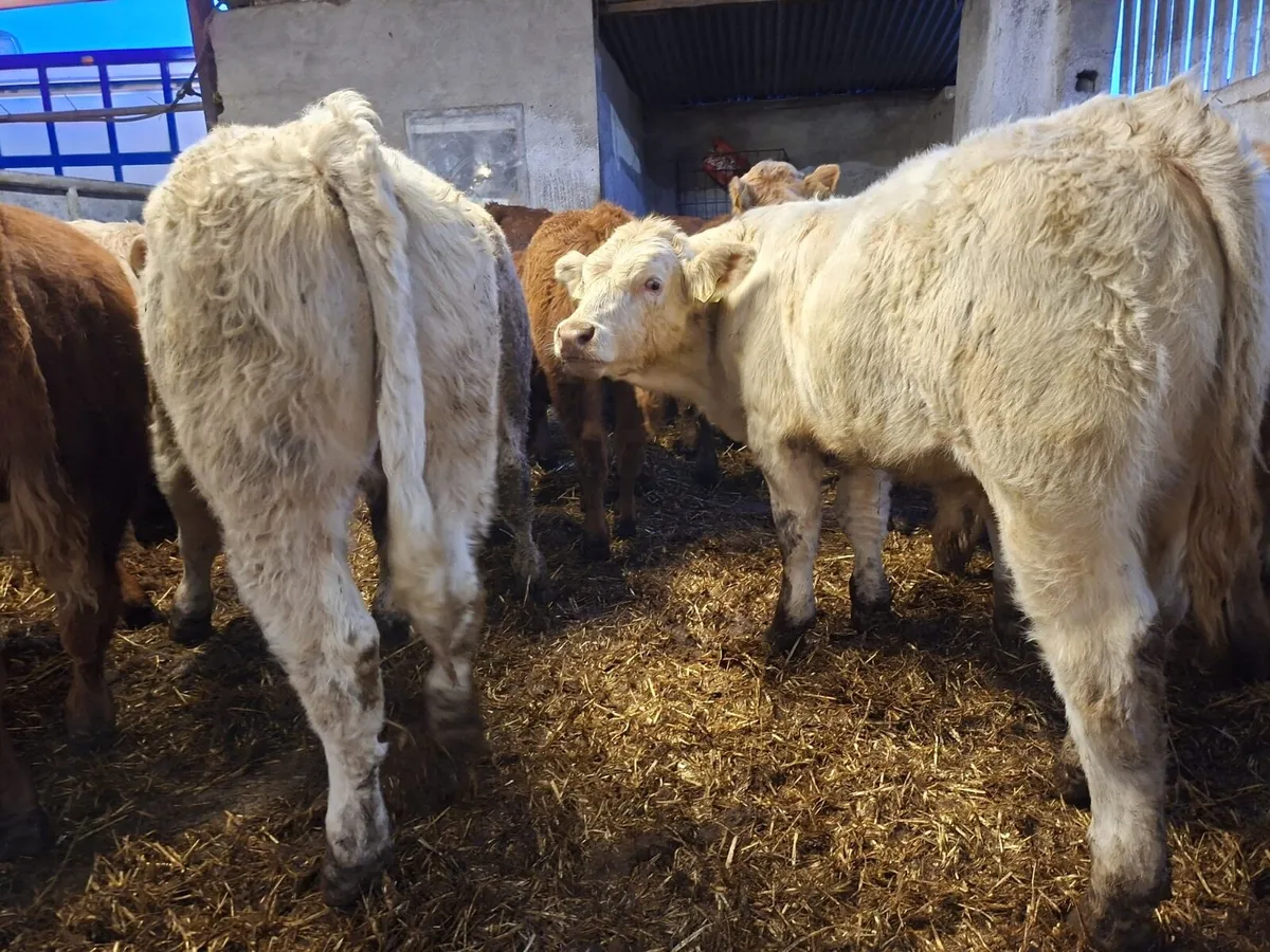 Super bunch of bull weanlings - Image 4