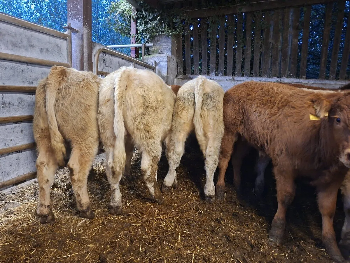 Super bunch of bull weanlings - Image 1