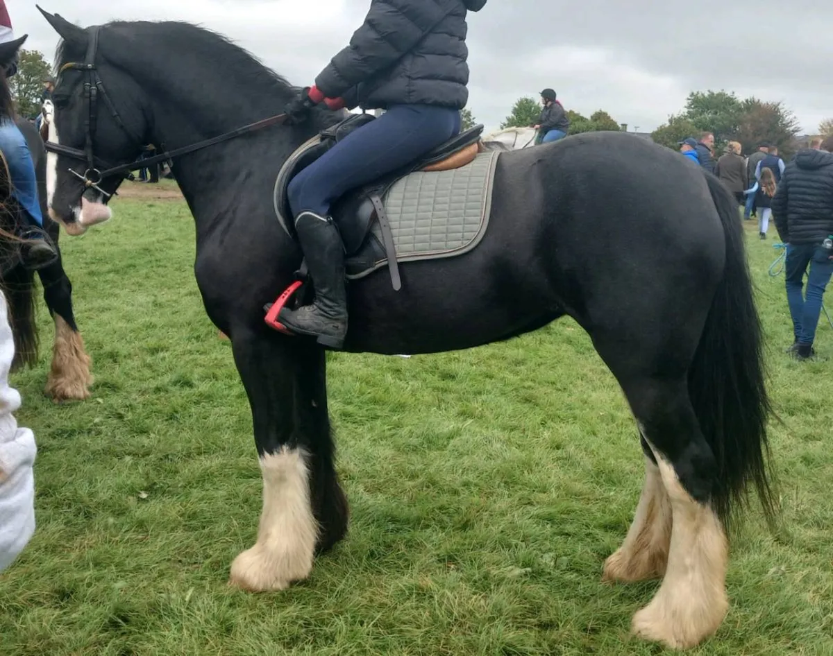 15.1 4 year old cob - Image 1