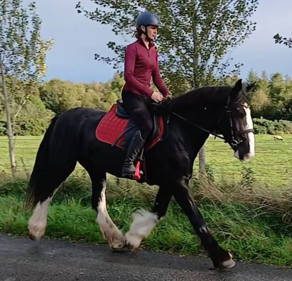 15.1 4 year old cob - Image 2