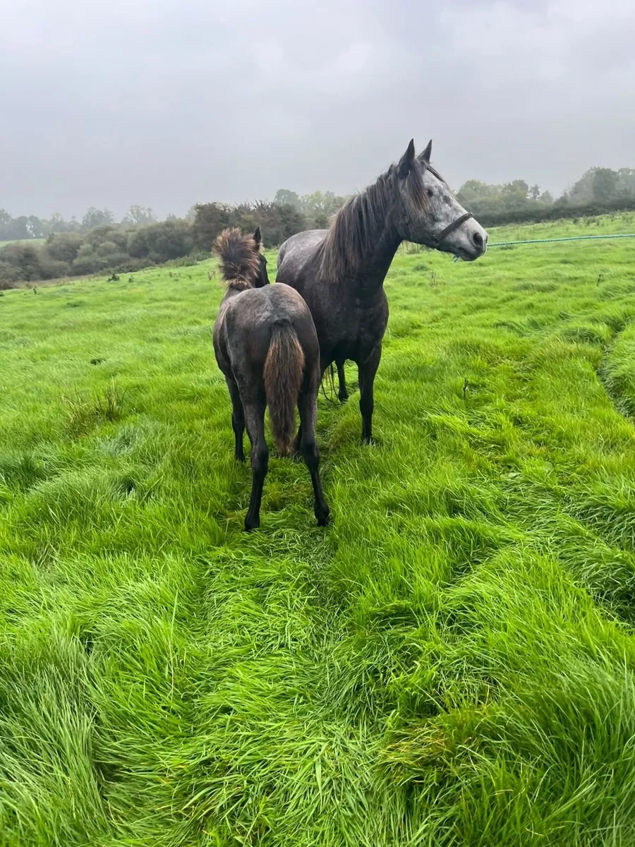 Mare & Foal For Sale - Image 4