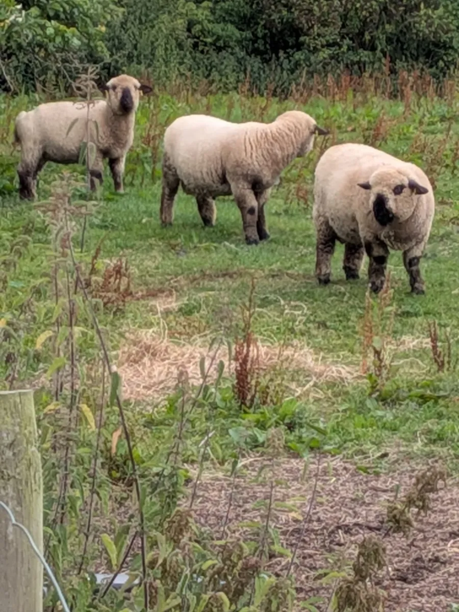 Sheep - Image 3