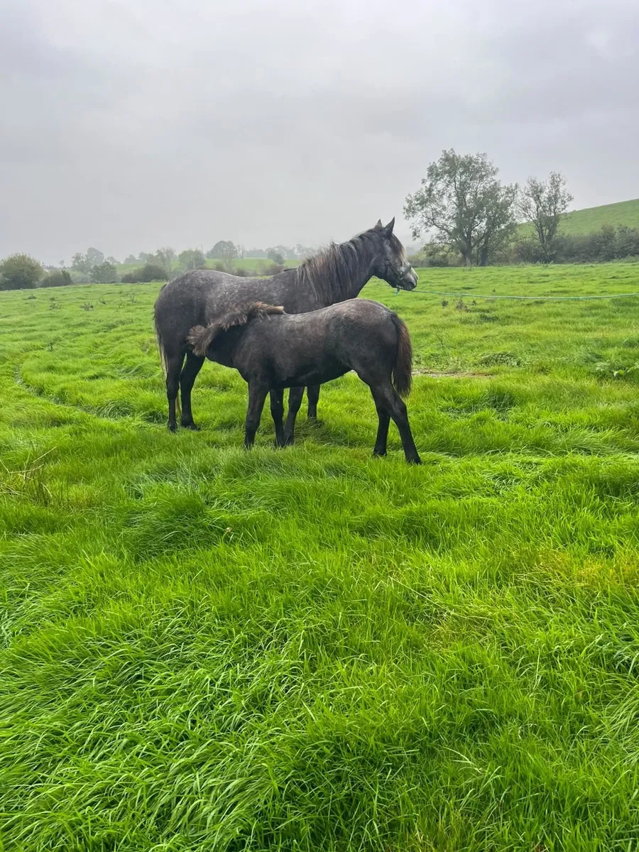 Mare & Foal For Sale - Image 1