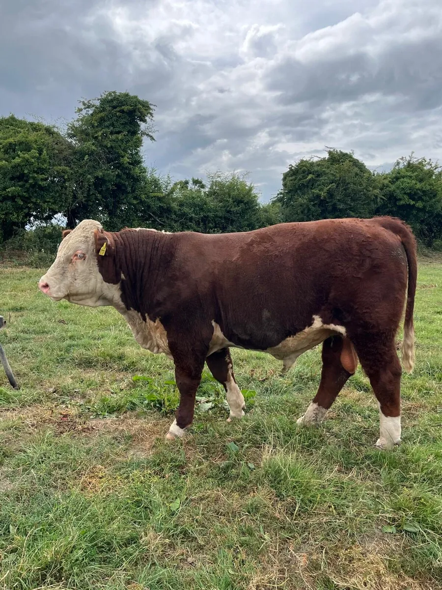 Hereford Bull - Image 1