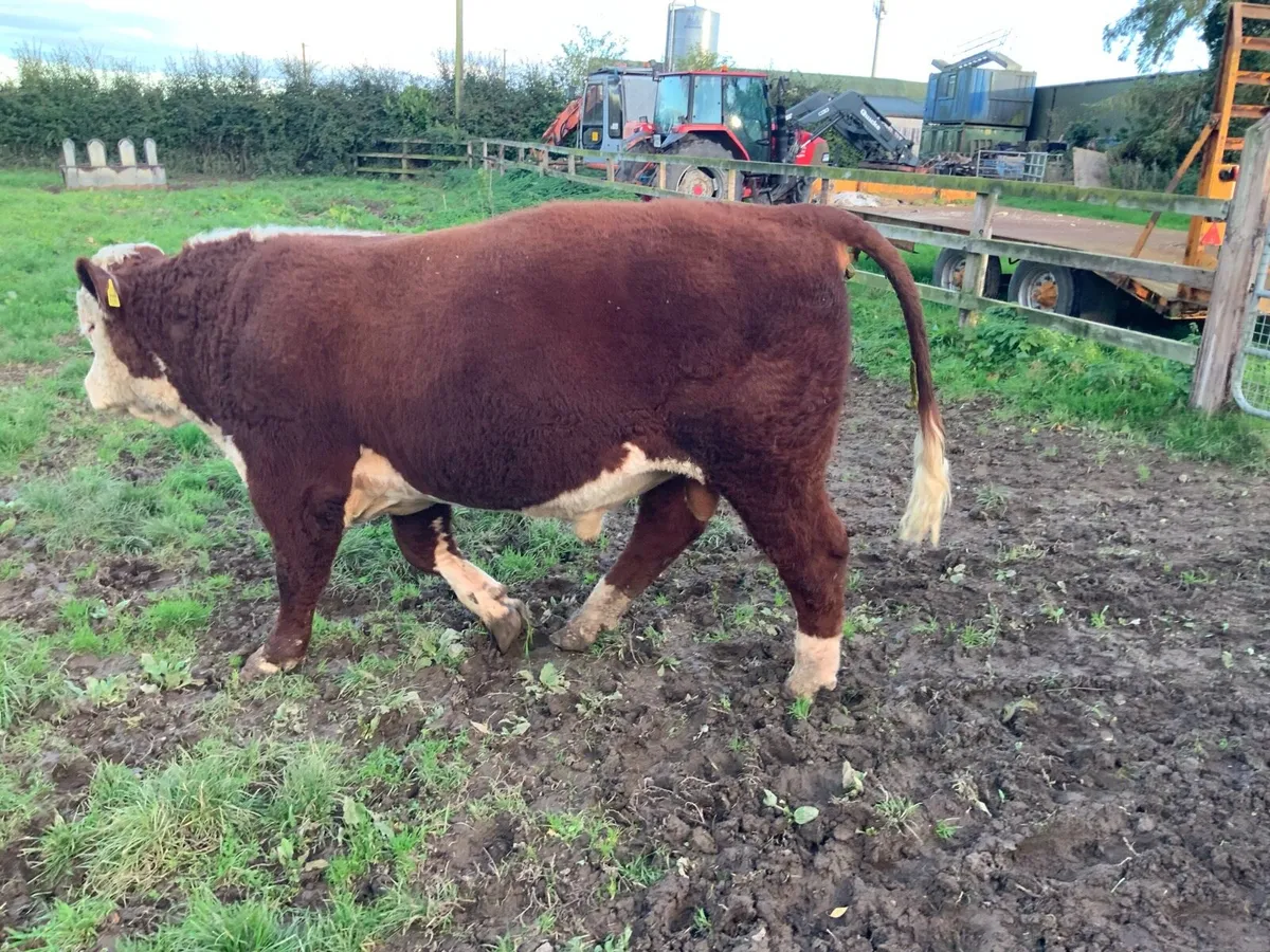 Hereford Bull - Image 2