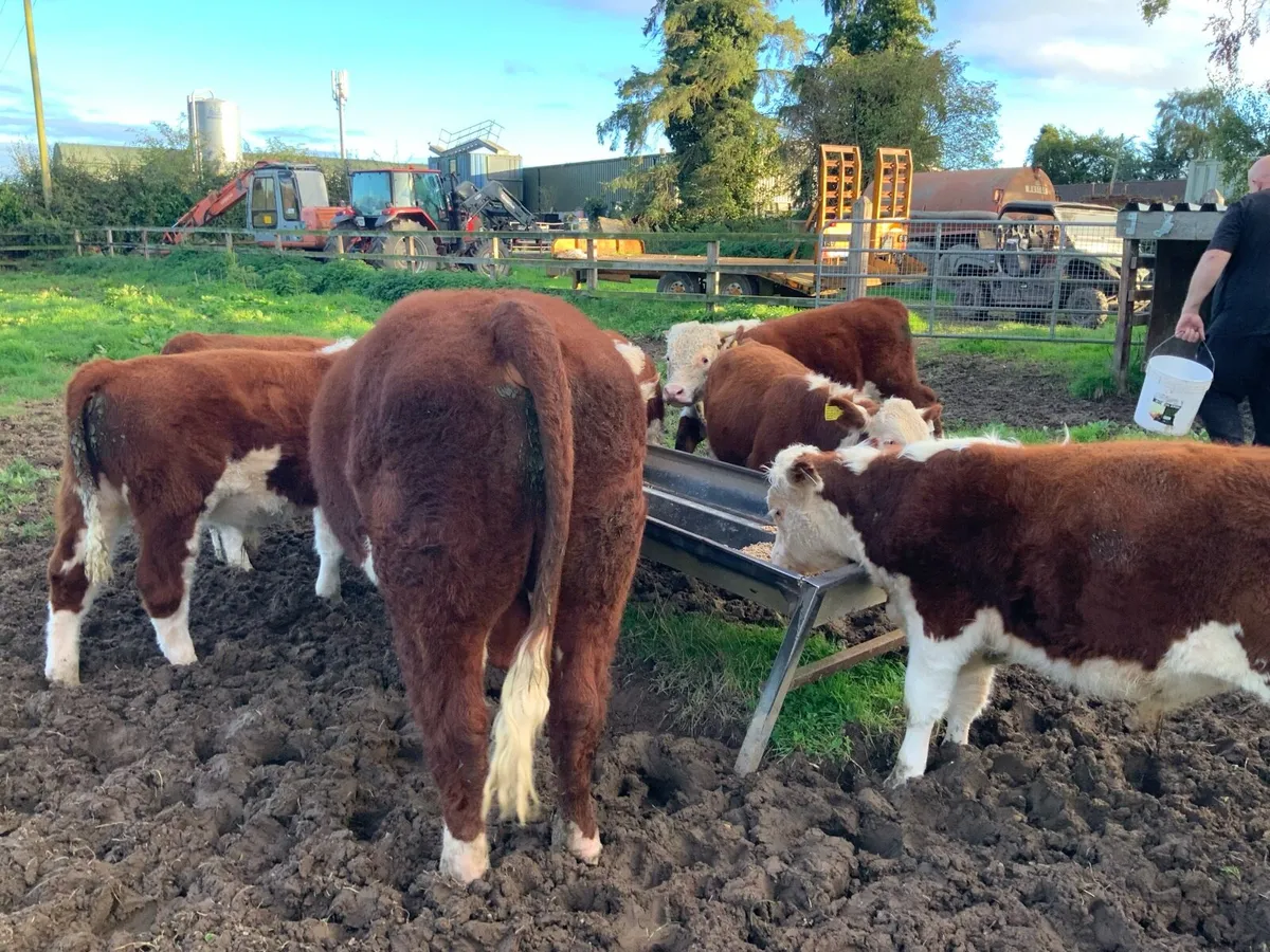 Hereford Bull - Image 3
