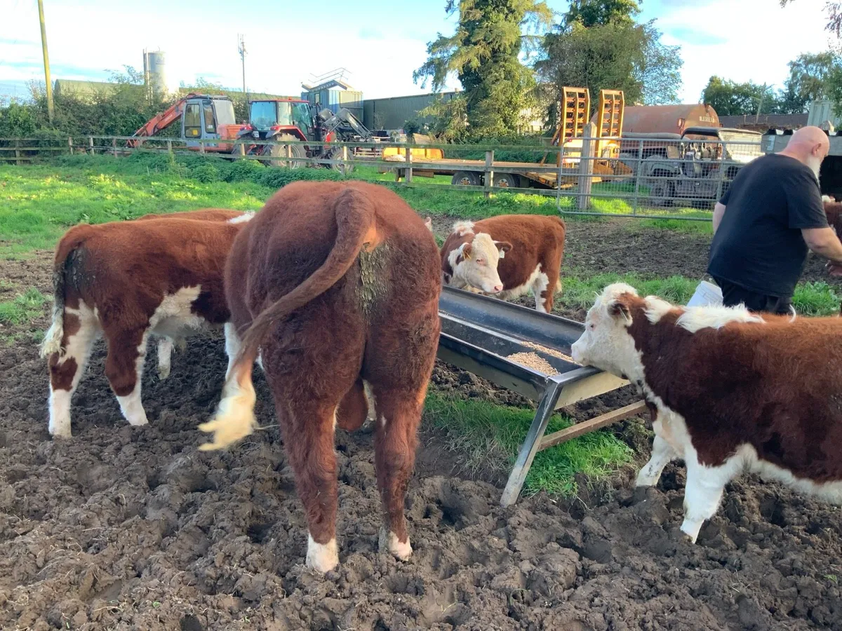Hereford Bull - Image 4