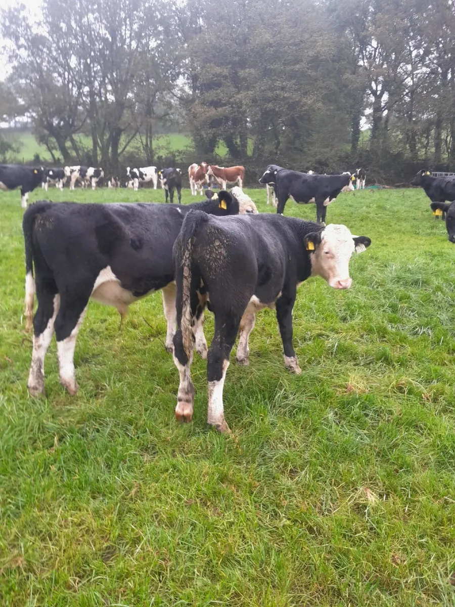 Weanlings - Image 2