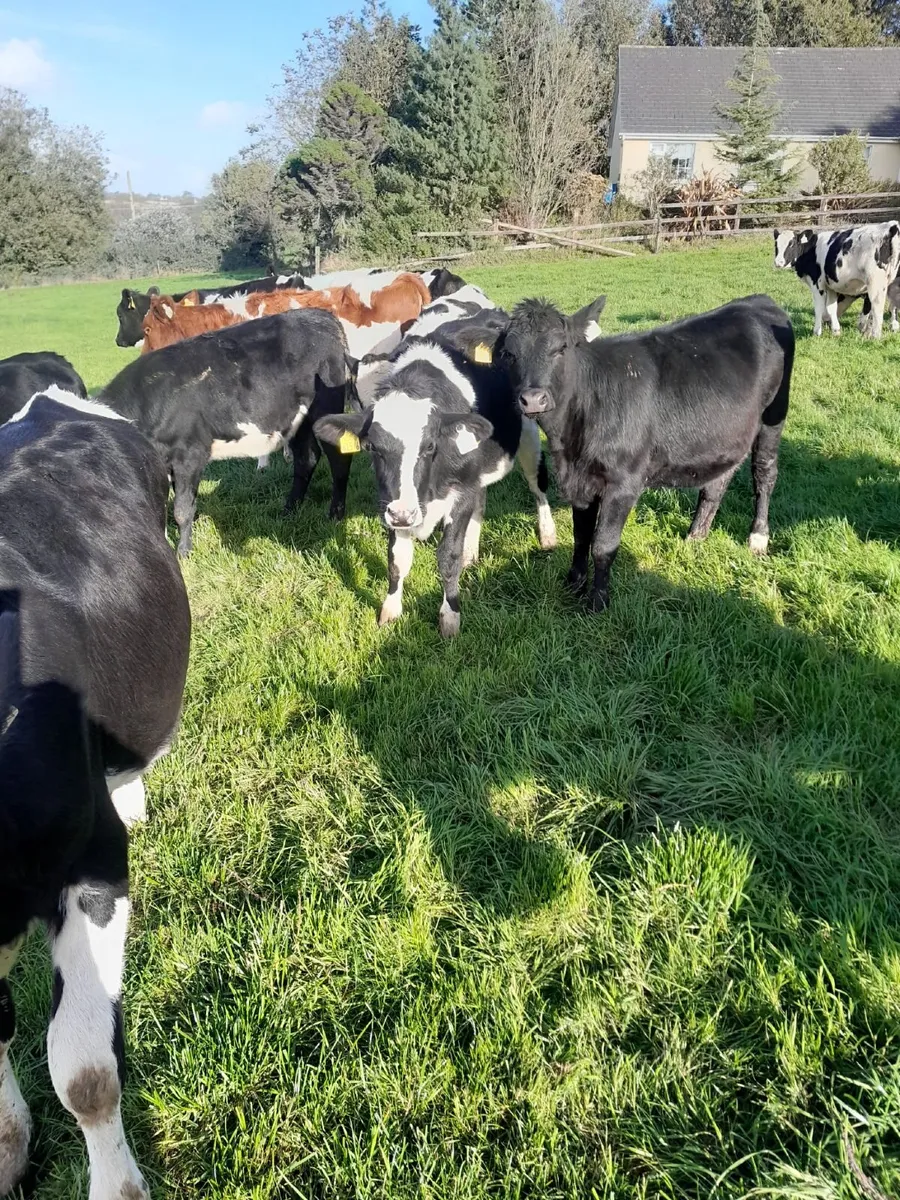 Weanlings - Image 3