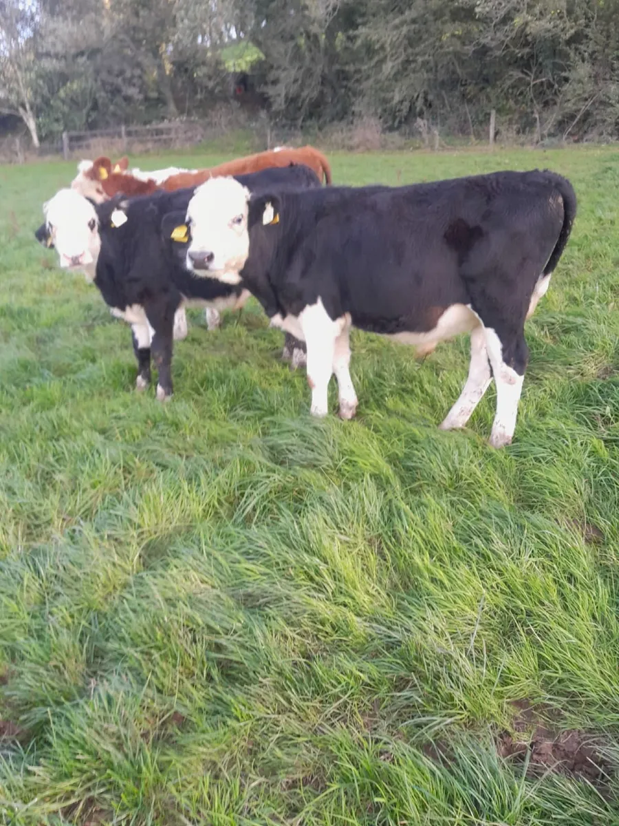 Weanlings - Image 1