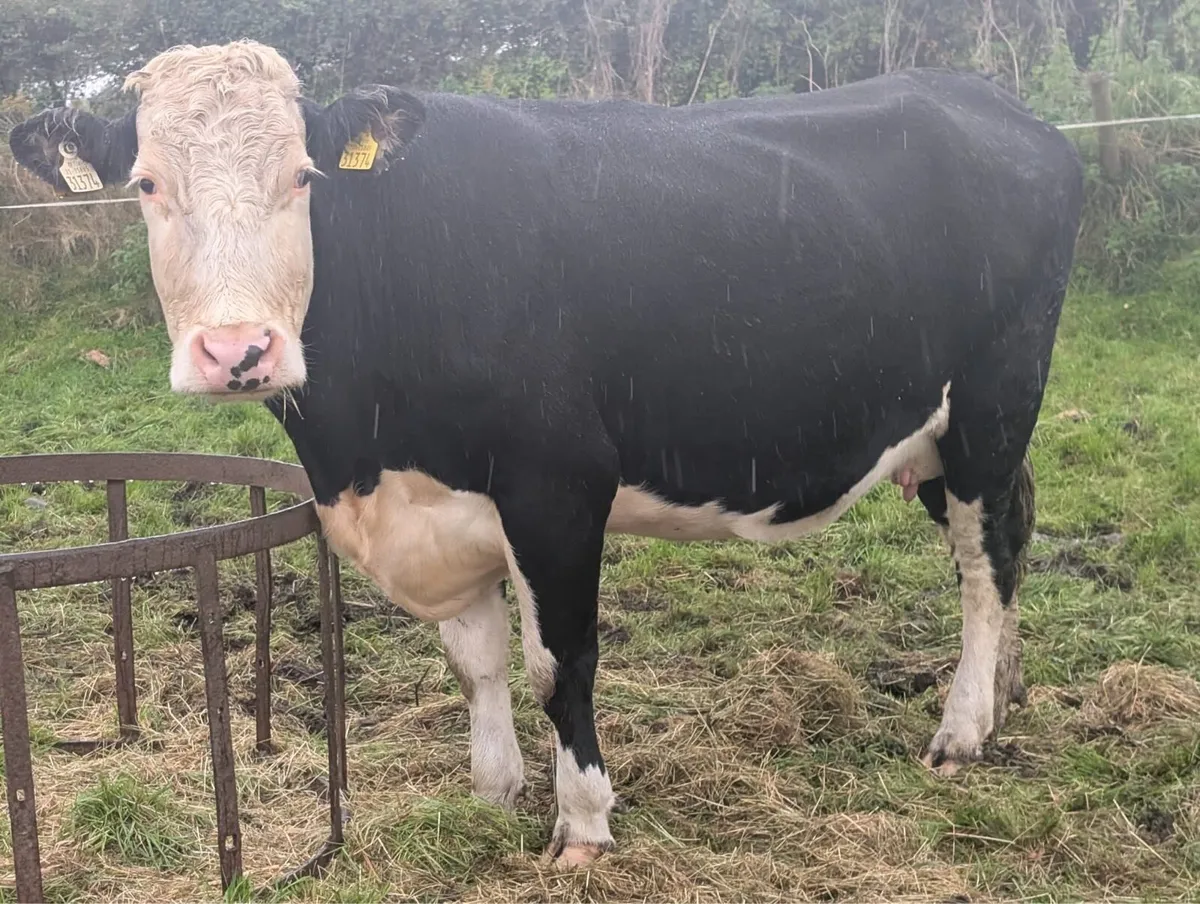 Springer cow for sale - Image 1