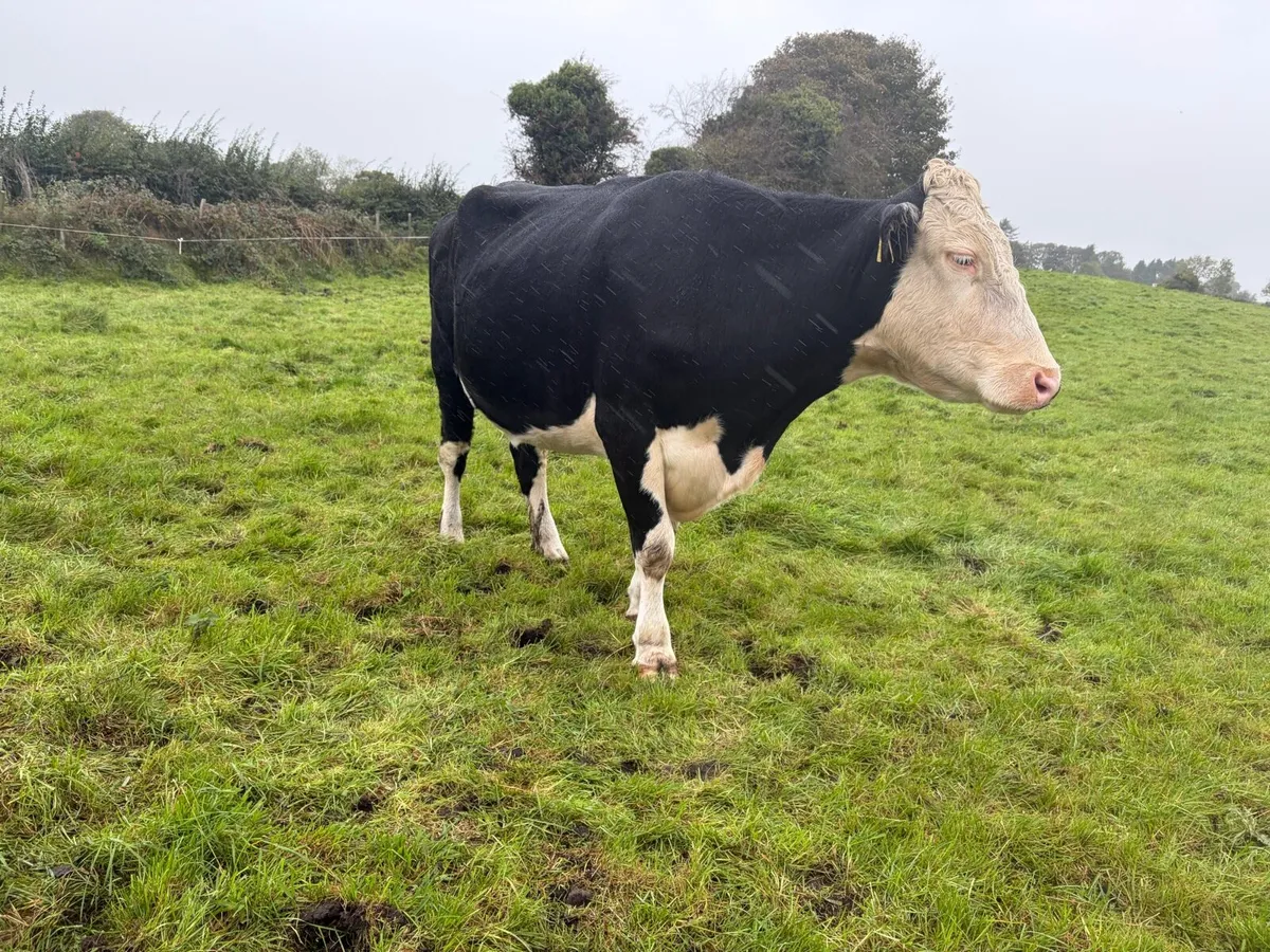Springer cow for sale - Image 2