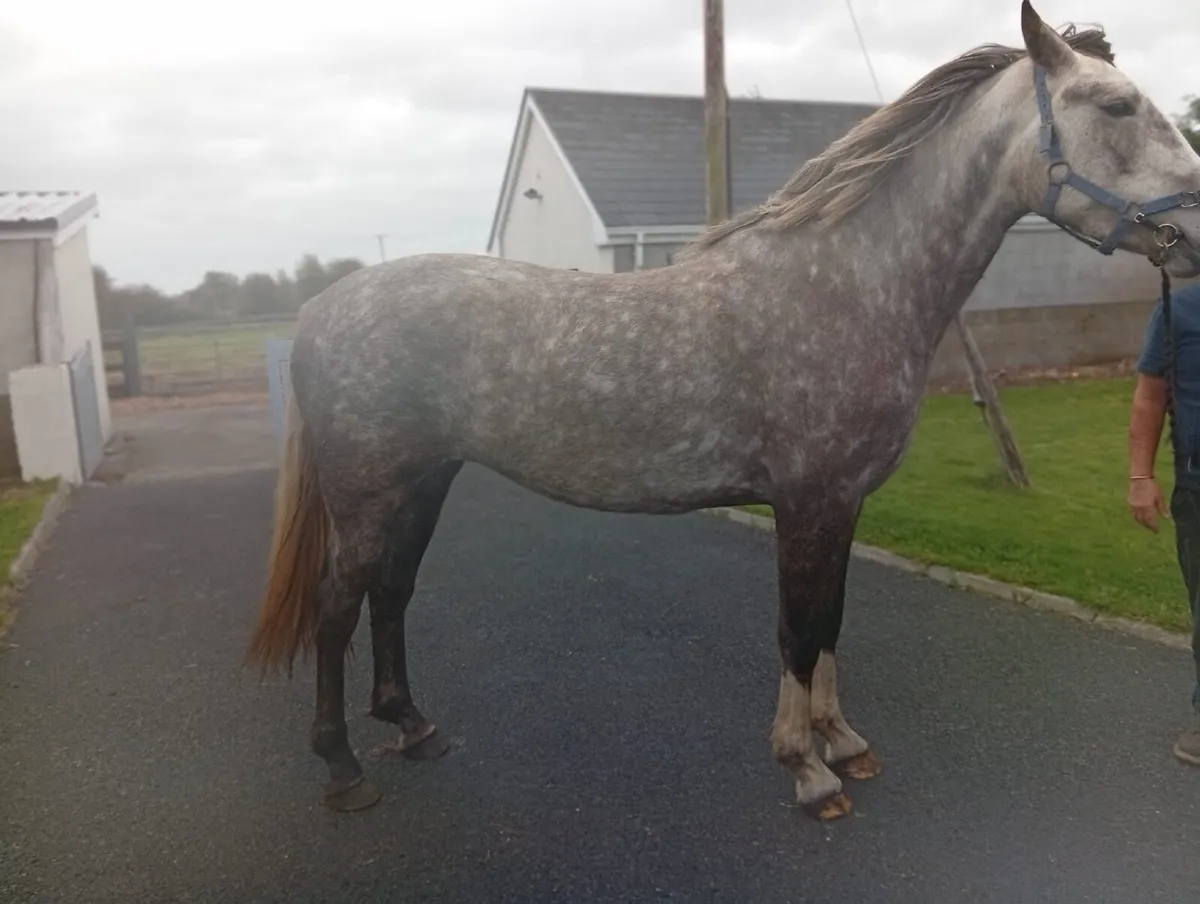 Irish Draught Filly - Image 1