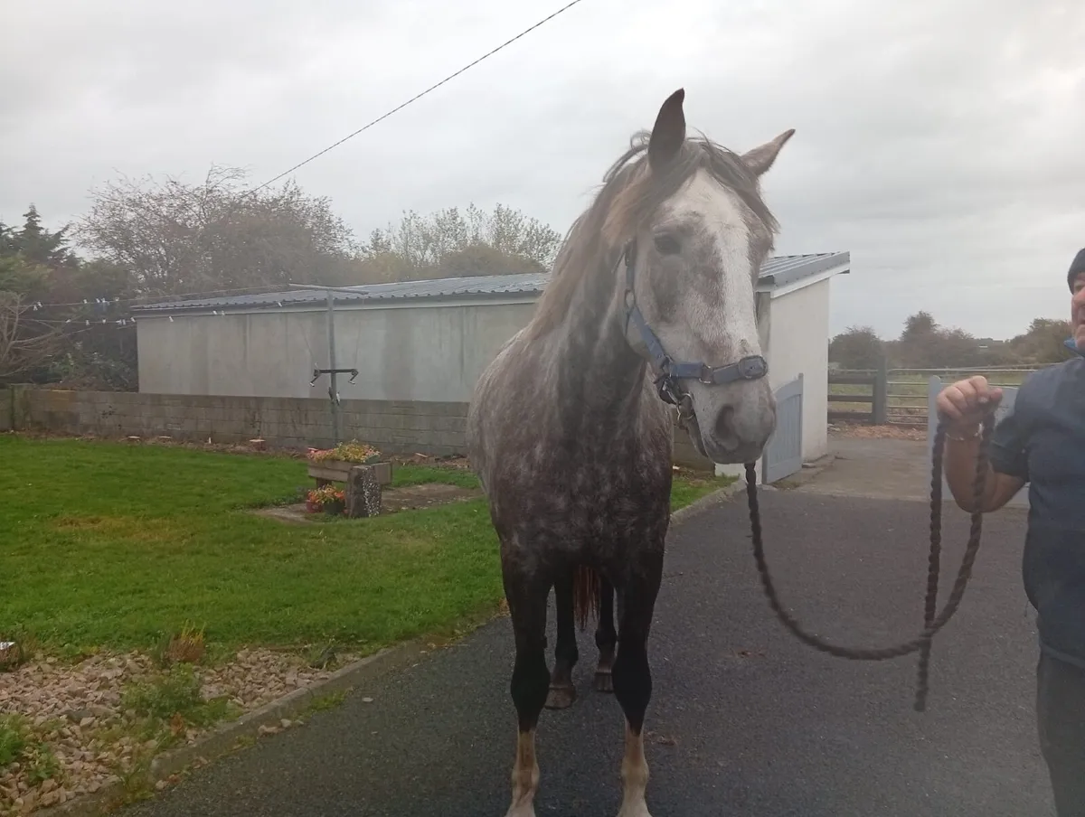 Irish Draught Filly - Image 2