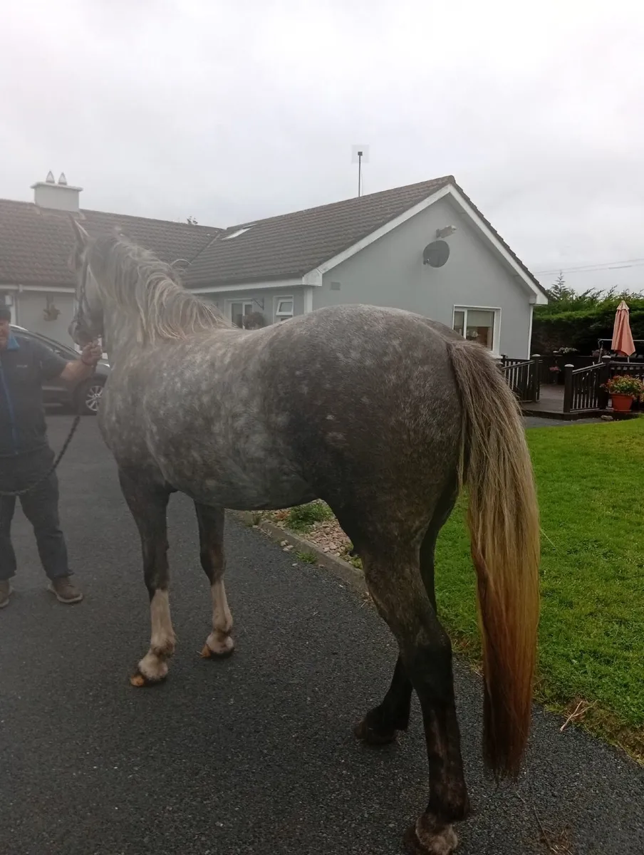 Irish Draught Filly - Image 3