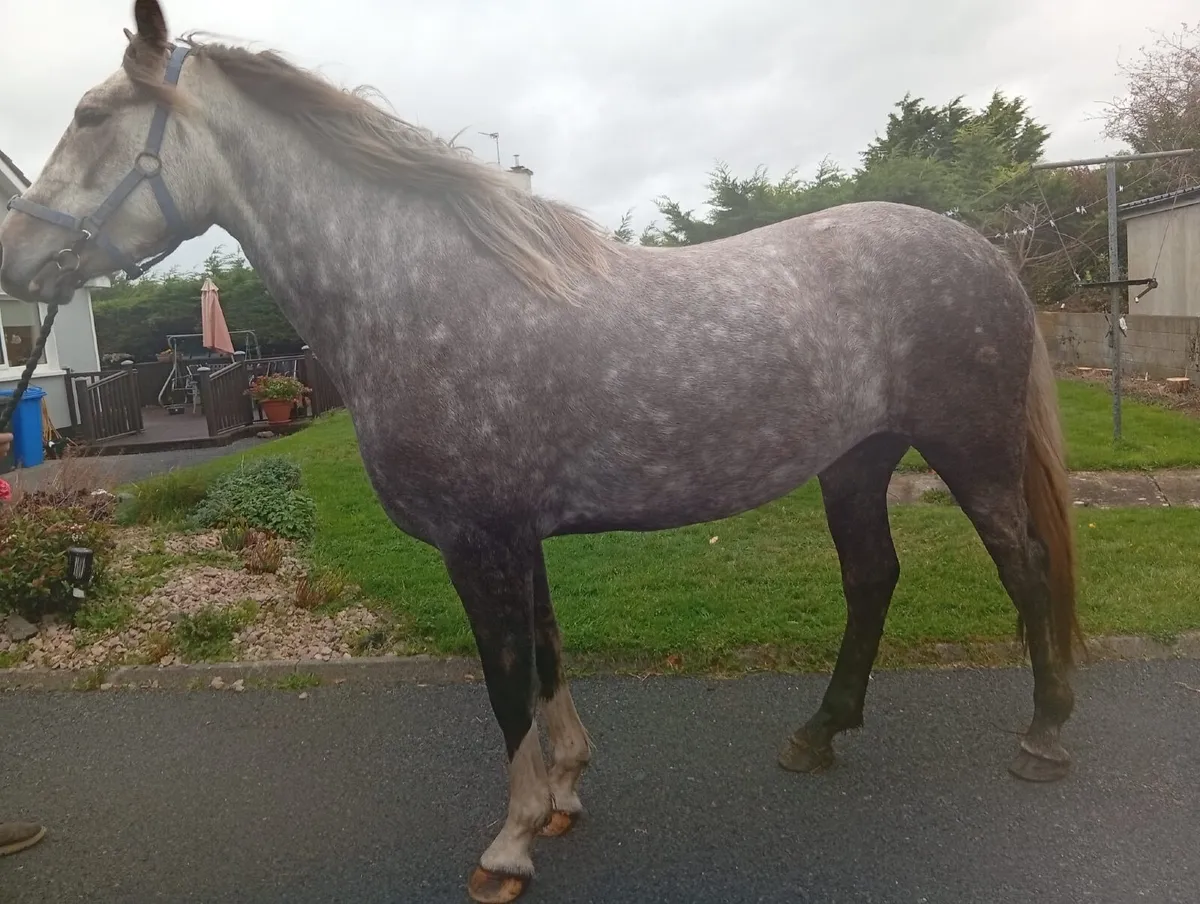 Irish Draught Filly - Image 4