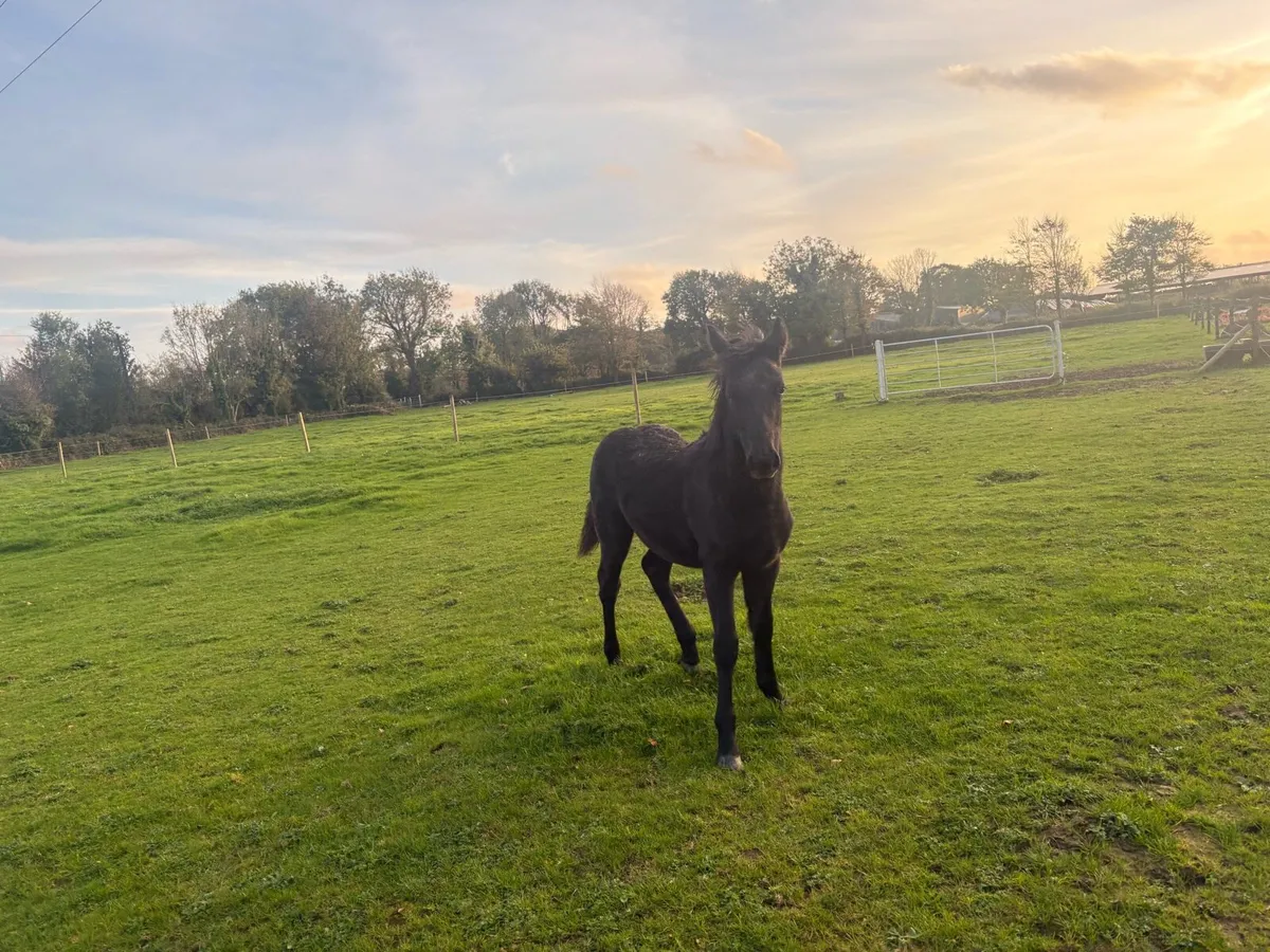 Connemara Filly Foal - Image 1