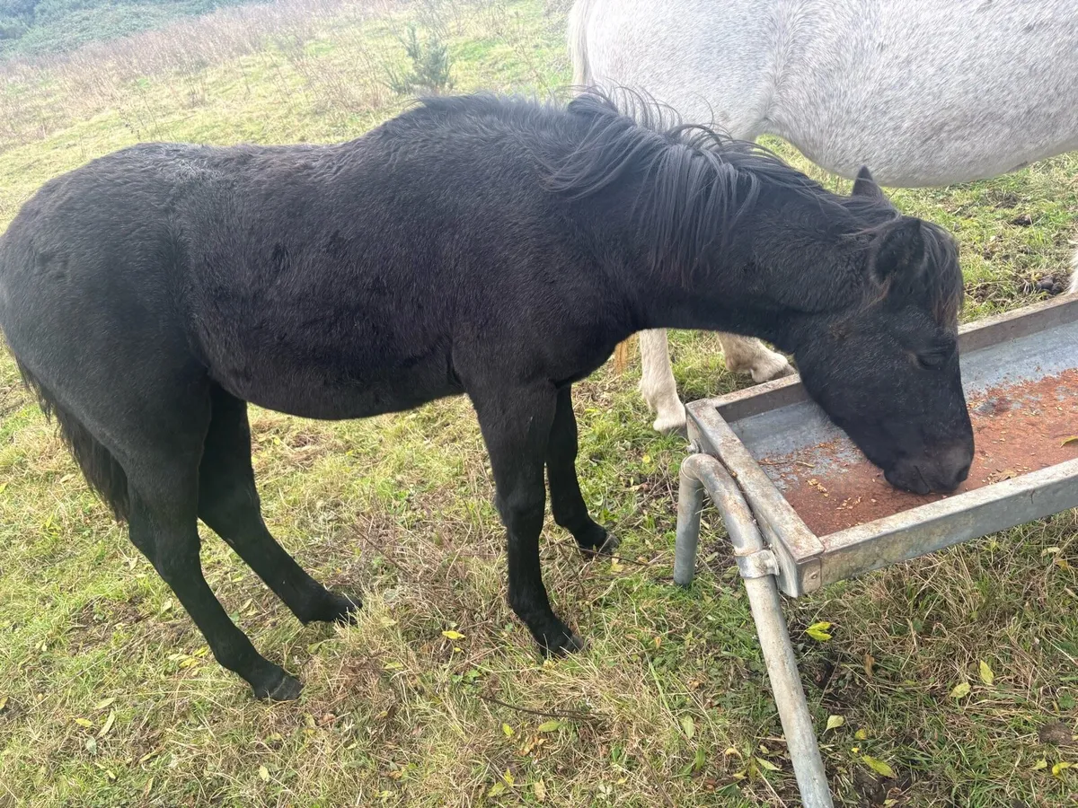 Connemara Filly Foal - Image 2