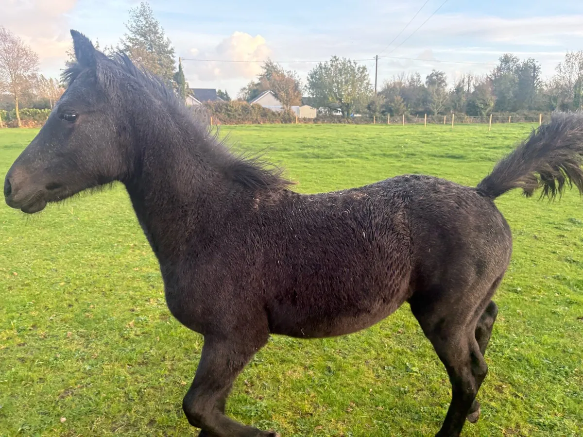 Connemara Filly Foal - Image 4