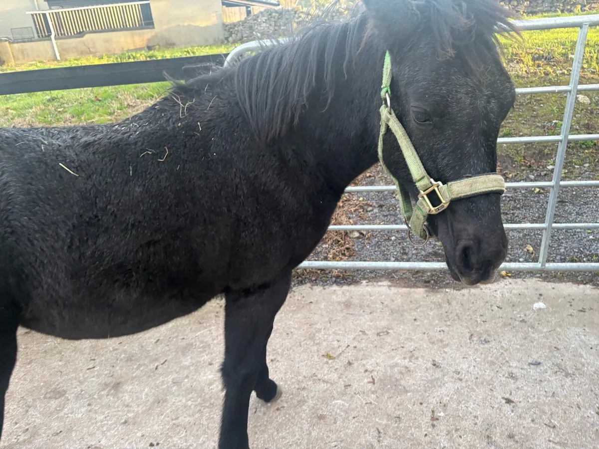 Connemara Filly Foal - Image 3