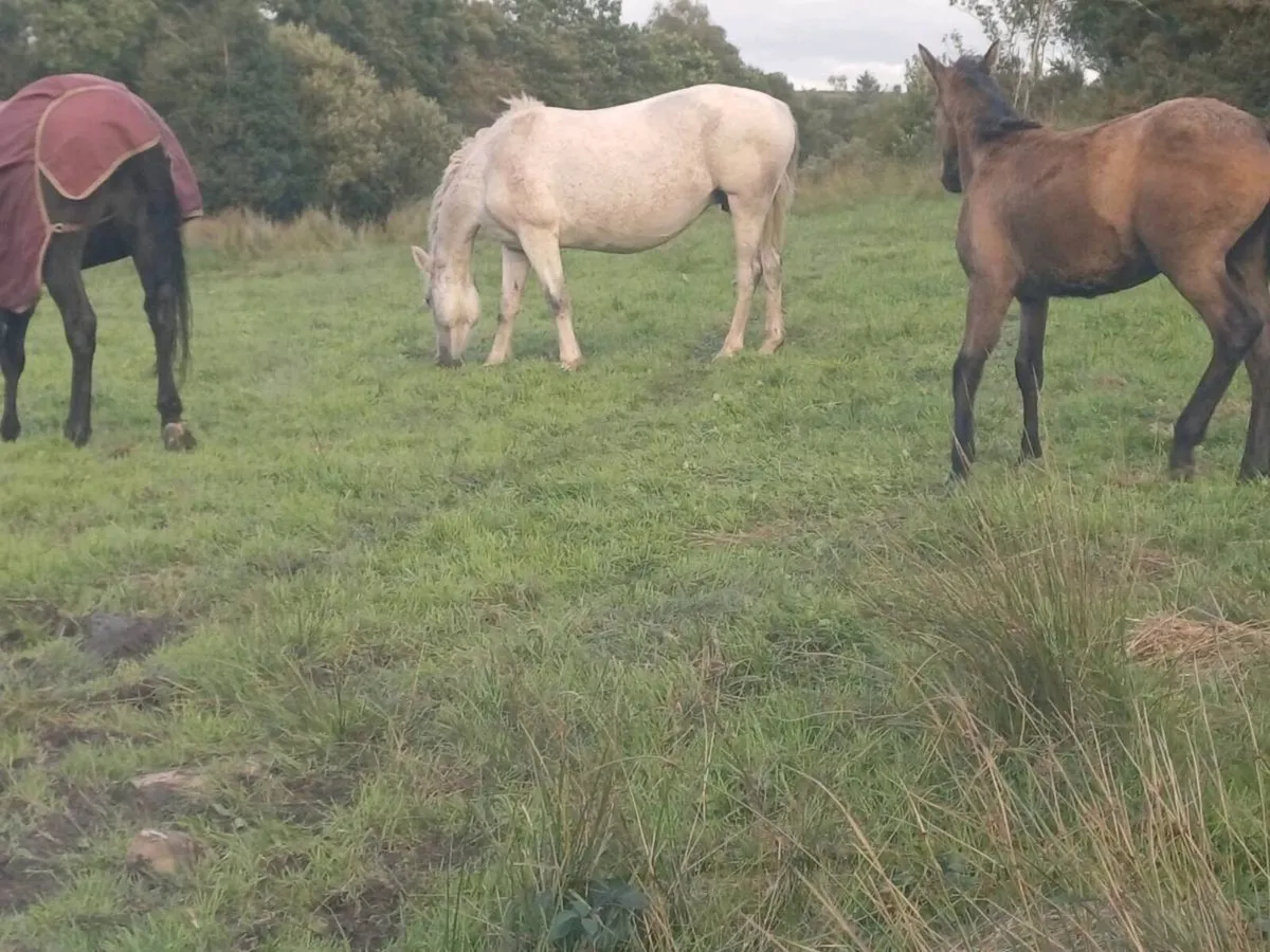 Class 1 Connemara Broodmare with 6 month filly - Image 2