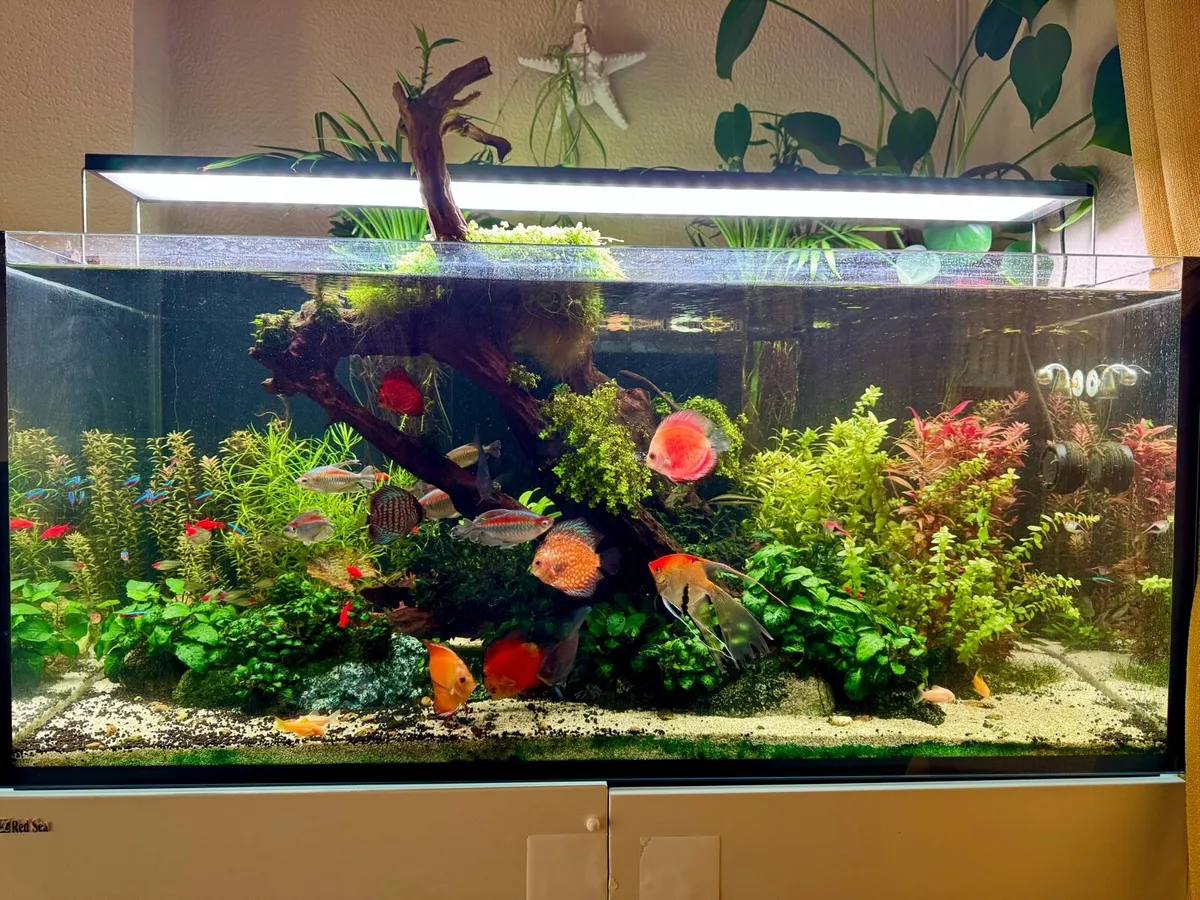 Aquarium for sale