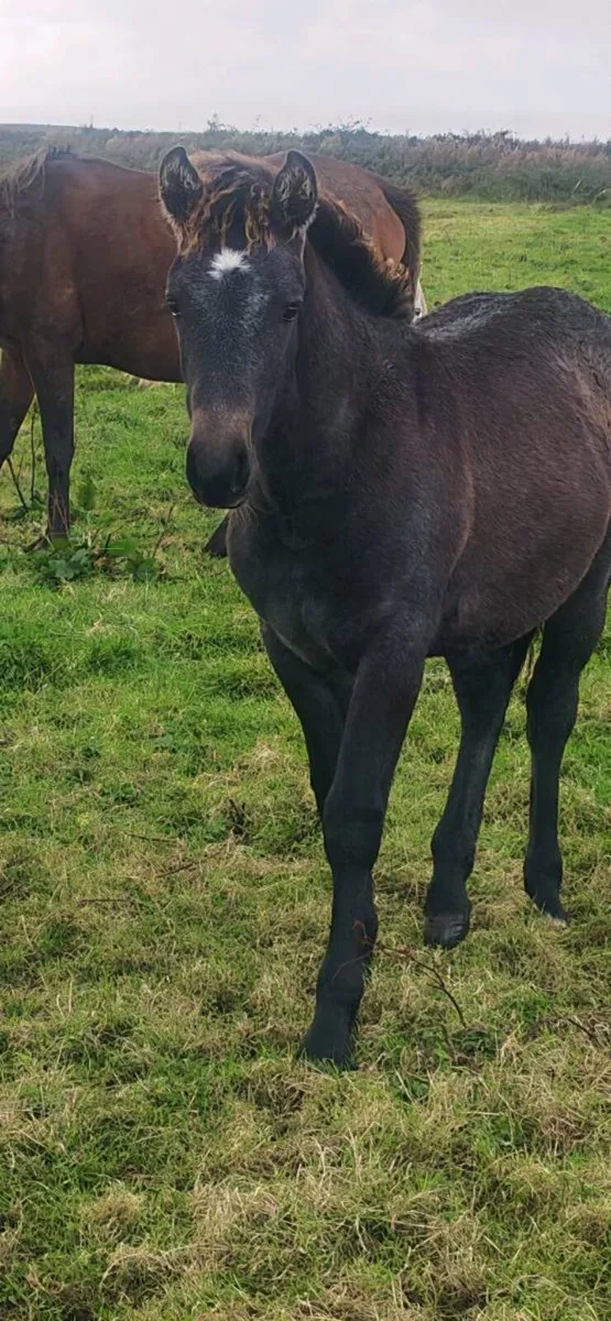 Foal - Image 1