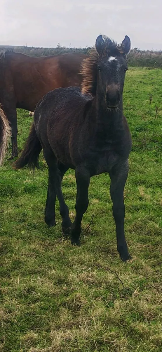 Foal - Image 2