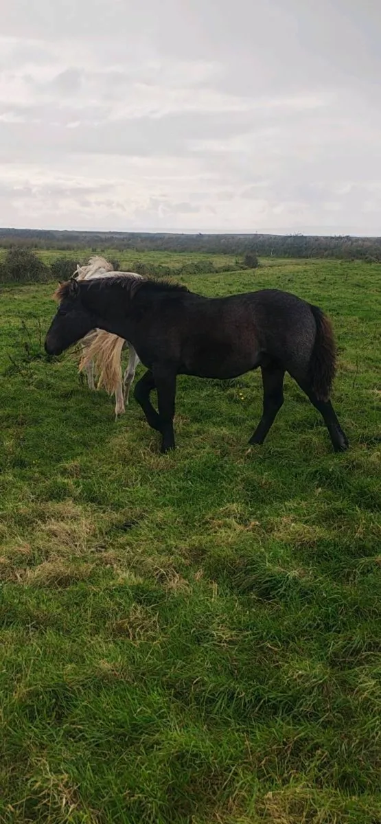 Foal - Image 3