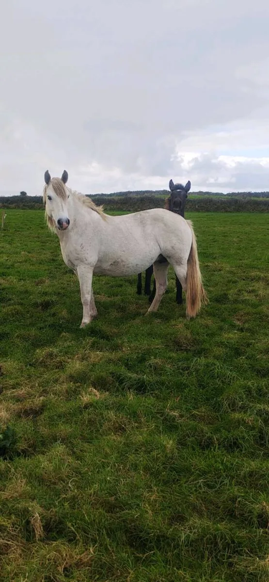 Foal - Image 4