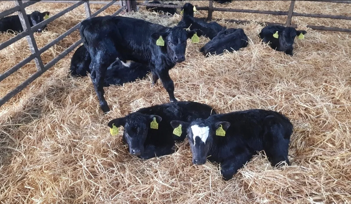40 calfs wanted >4 weeks old - Image 1