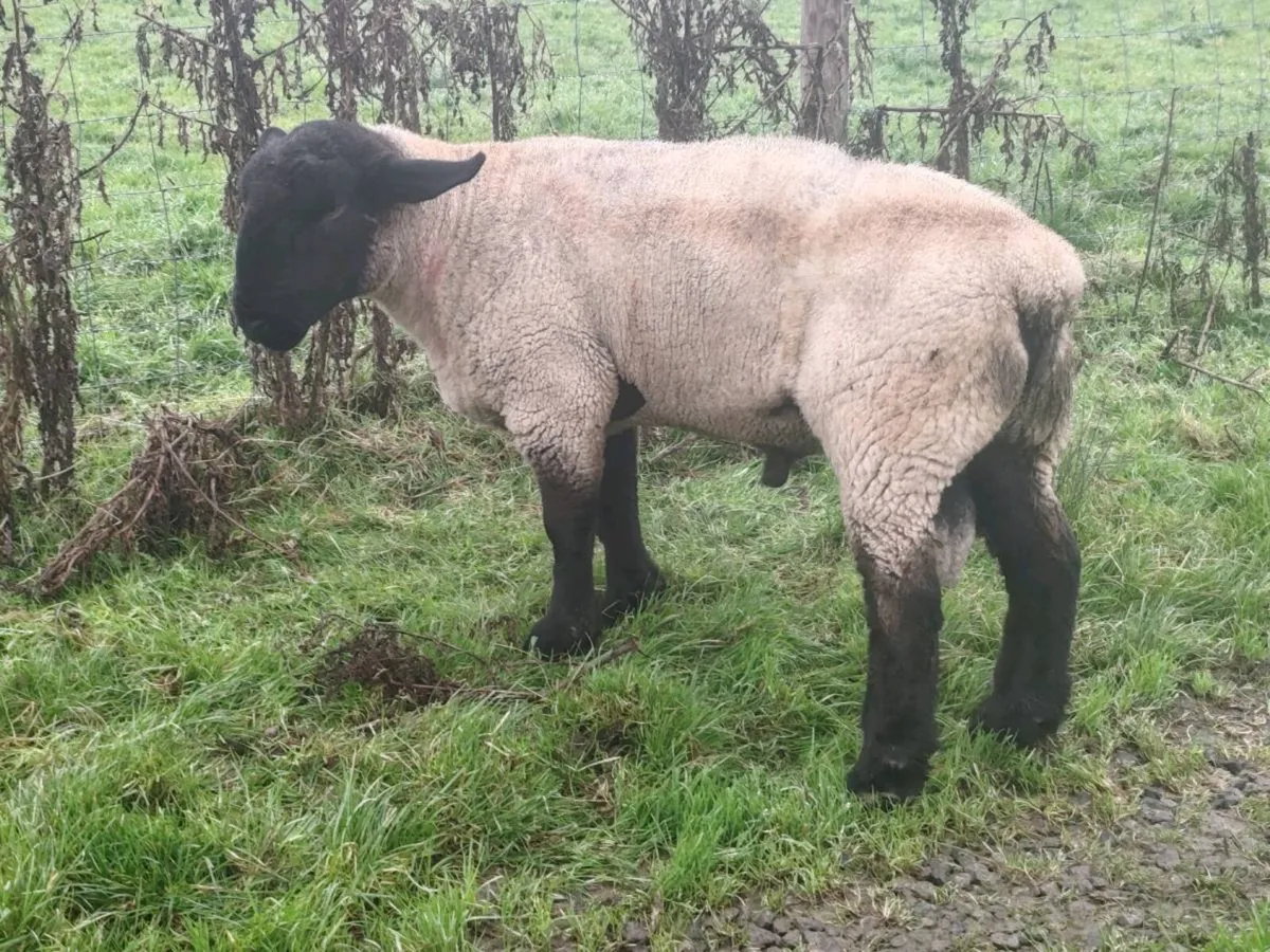 PBR suffolk hogget ram for sale - Image 2