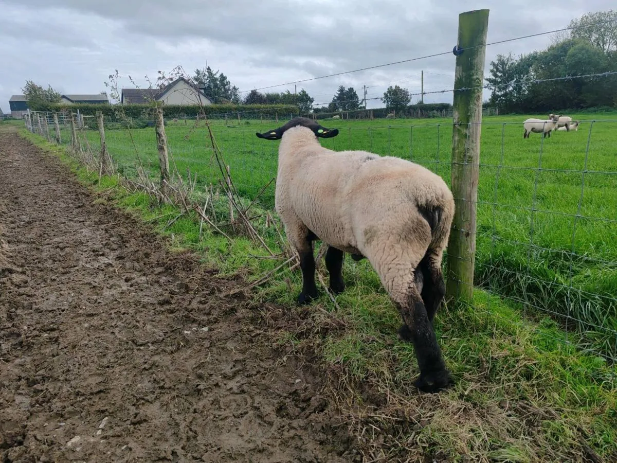 PBR suffolk hogget ram for sale - Image 3