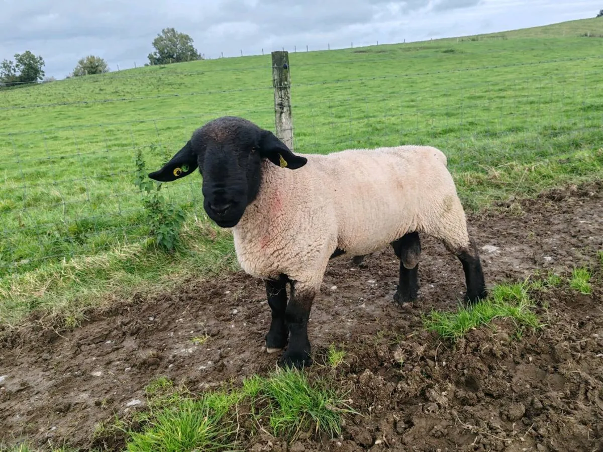 PBR suffolk hogget ram for sale - Image 4