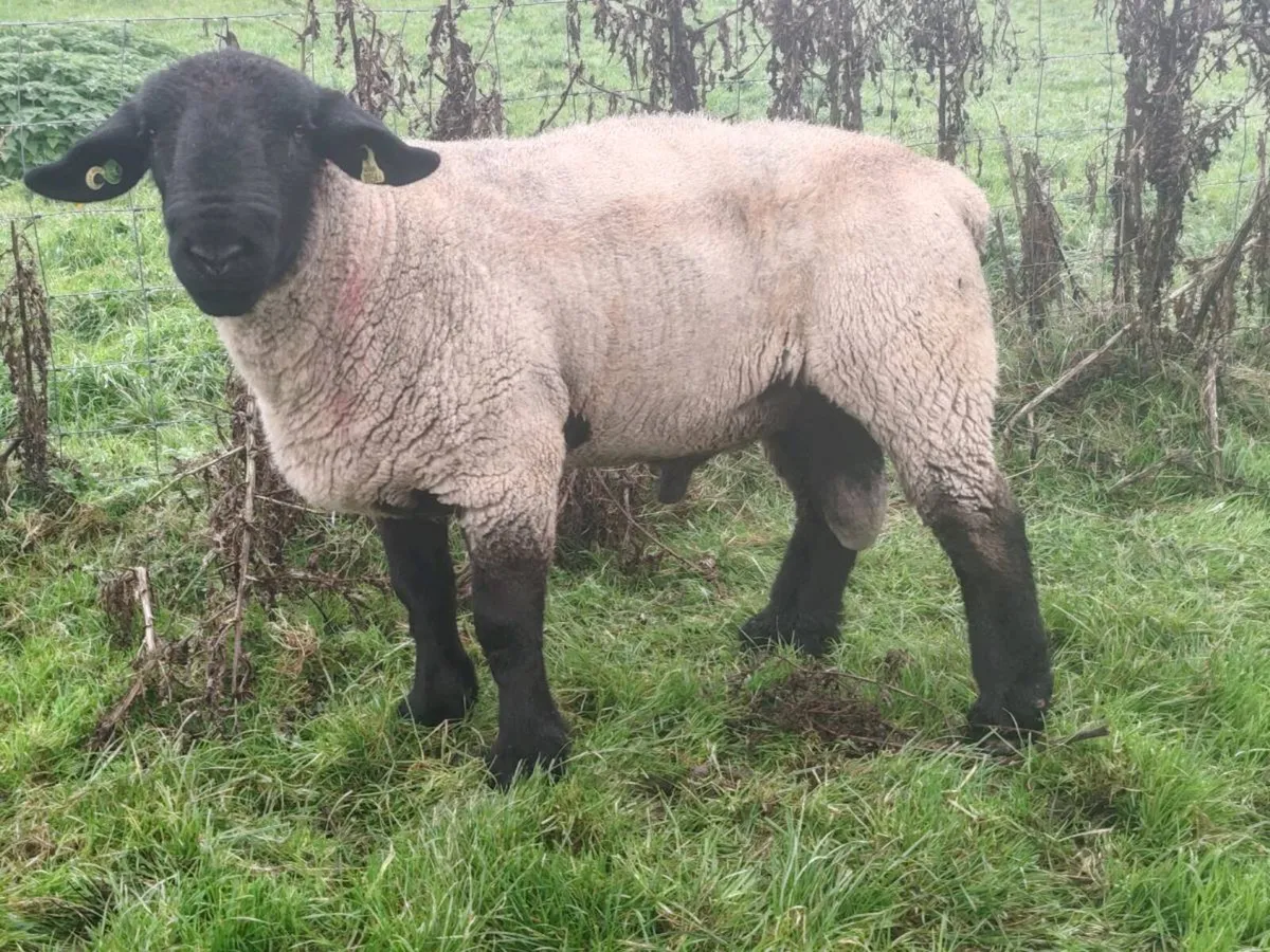 PBR suffolk hogget ram for sale - Image 1