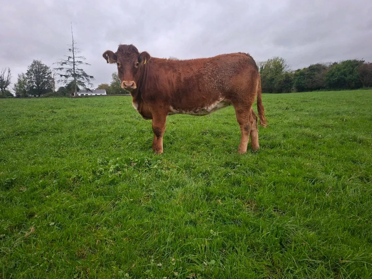 Breeding heifer - Image 1