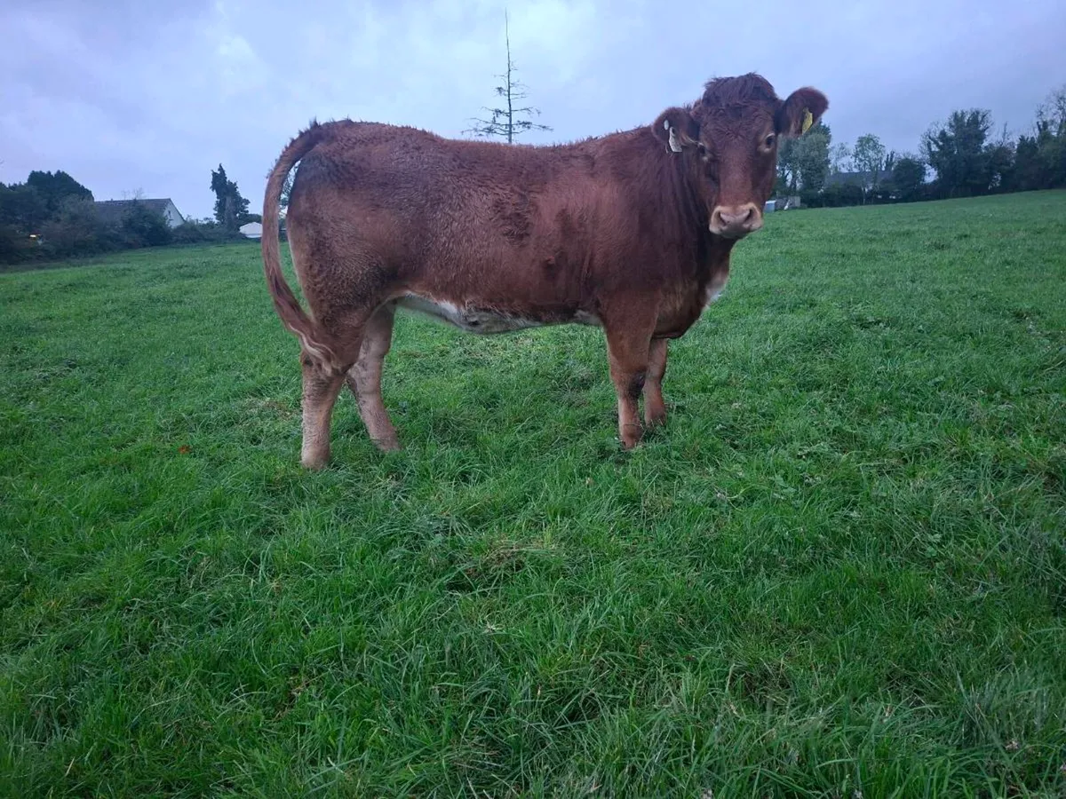 Breeding heifer - Image 2