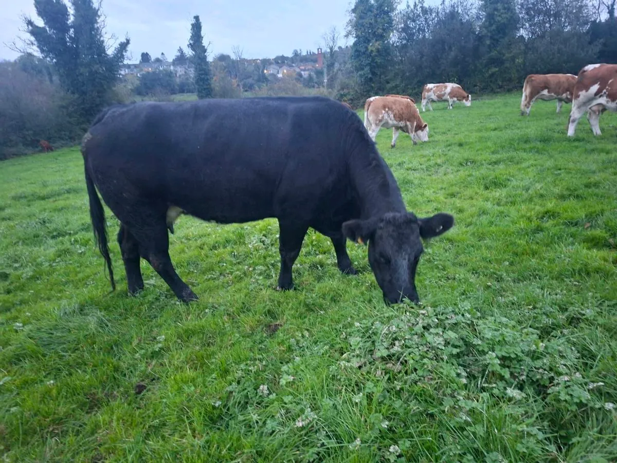 Breeding heifer - Image 3