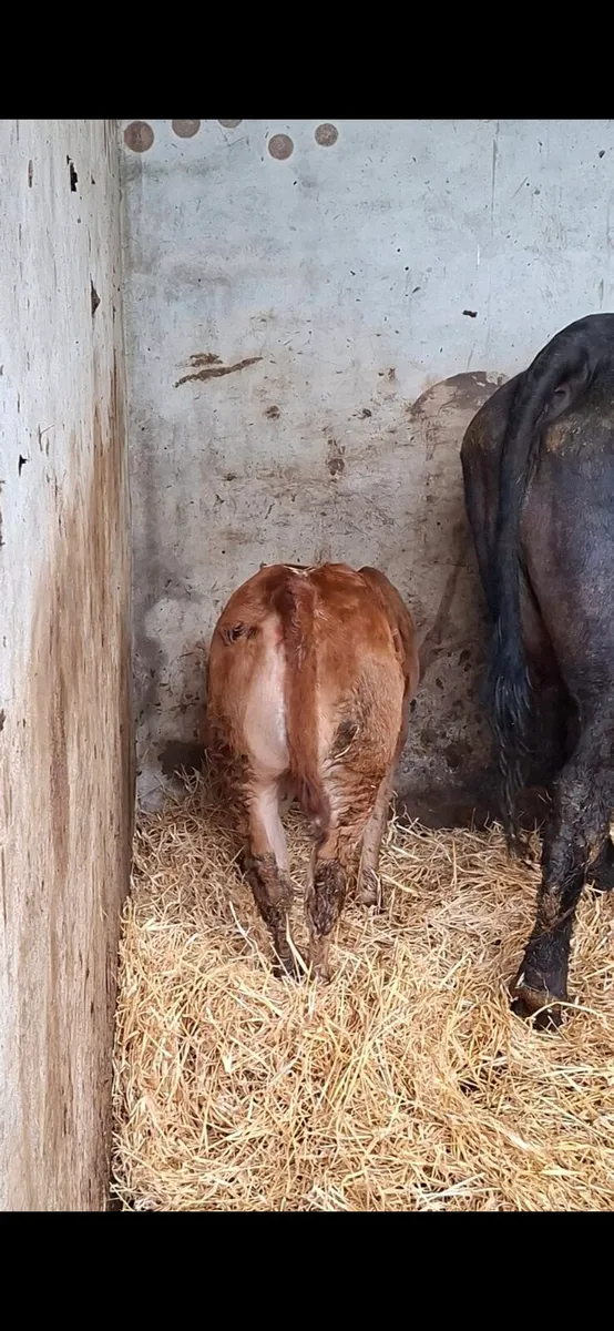 Breeding heifer - Image 4
