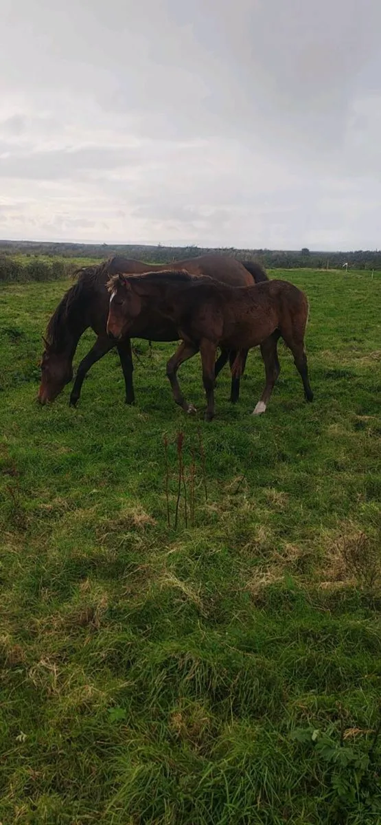 Sligo Candy Boy Colt - Image 1