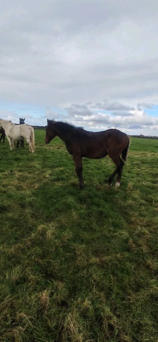 Sligo Candy Boy Colt - Image 2