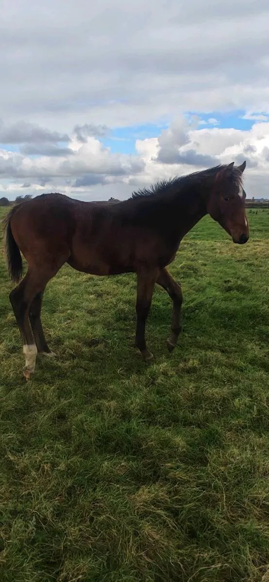 Sligo Candy Boy Colt - Image 3