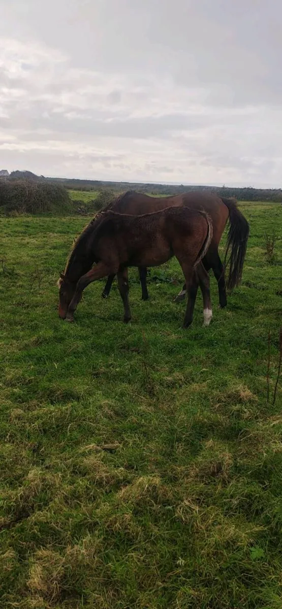 Sligo Candy Boy Colt - Image 4