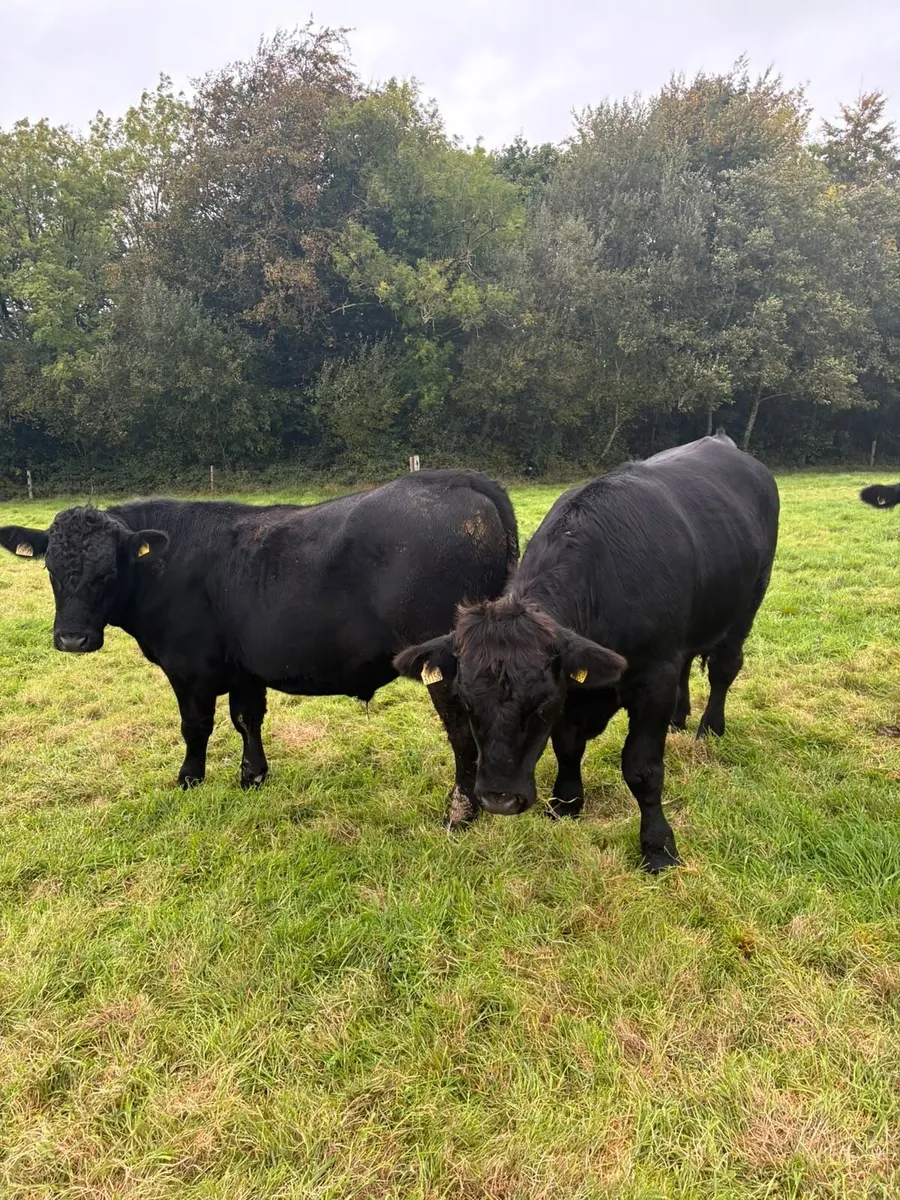 Aberdeen Angus - Image 1