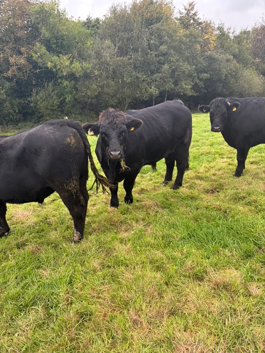 Aberdeen Angus - Image 2